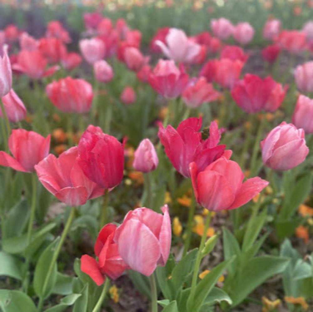 Meet your Posher, Ashlyn